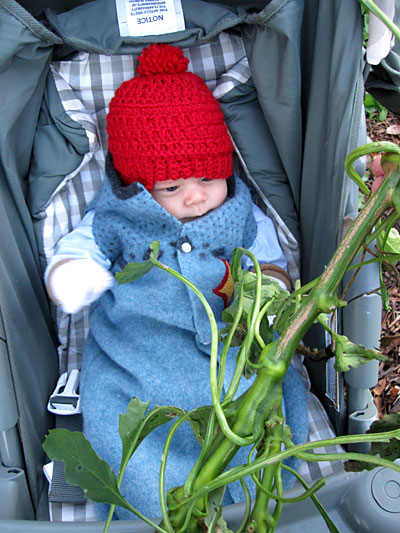 web-nolan-pepperplant web-nolan-pepperplant