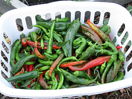 web-peppers web-peppers